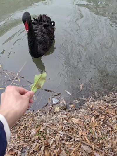 Black Swans in the Work Park